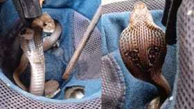 హెల్మెట్ నుంచి వింత శబ్దాలు.. తీసి చూస్తే షాకింగ్ సీన్!