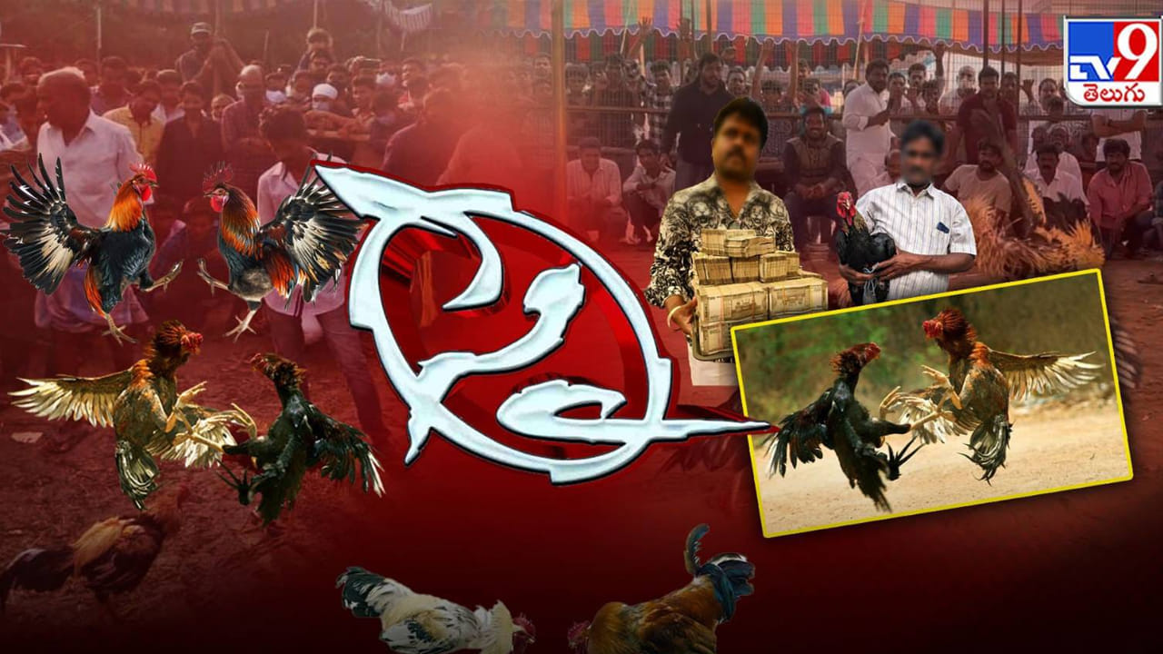 Cockfight Betting: కాయ్ రాజా కాయ్.. సంక్రాంతి పందెం ఎంతోయ్!
