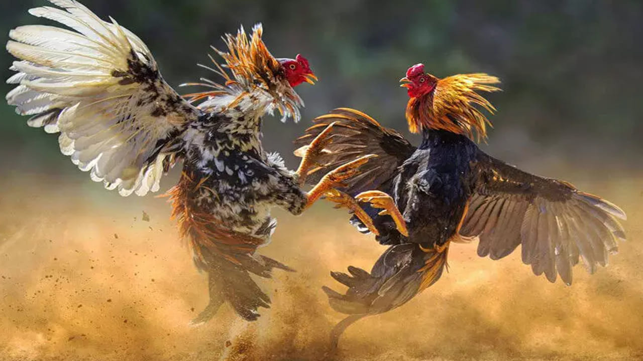 పండక్కి దుమ్ములేపిండ్రు.. కోడి పందెంలో రూ. కోటిన్నర గెలుచుకున్న రాజమండ్రి వ్యక్తి!