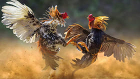 కోడి పందెంలో రూ. కోటిన్నర గెలుచుకున్న రాజమండ్రి వ్యక్తి!