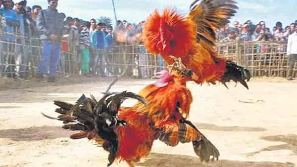 Andhra: కోనసీమ టు రాయలసీమ మనల్నెవడ్రా ఆపేది అన్నట్లు..!