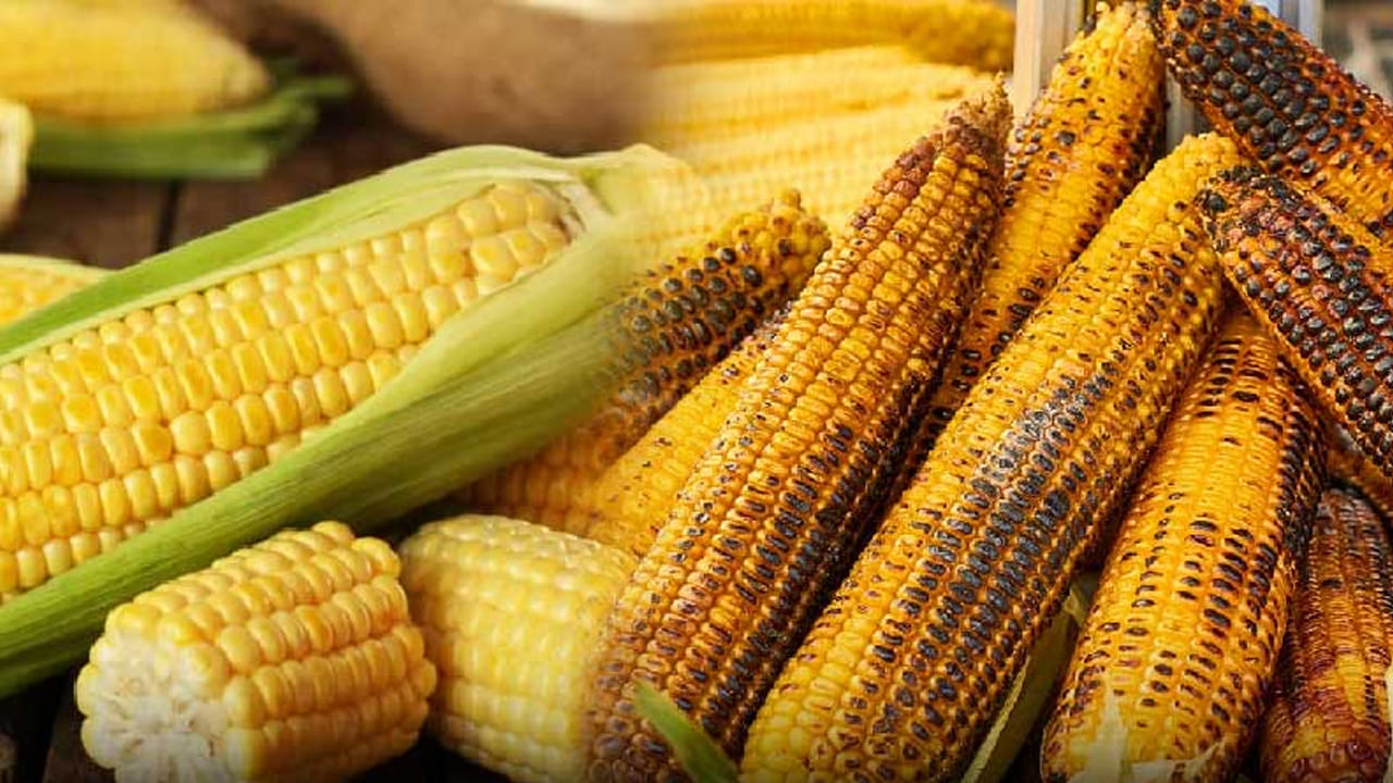 Corn: మొక్కజొన్న తింటున్నారా..? ఈ విషయాలు వెంటనే తెలుసుకోండి