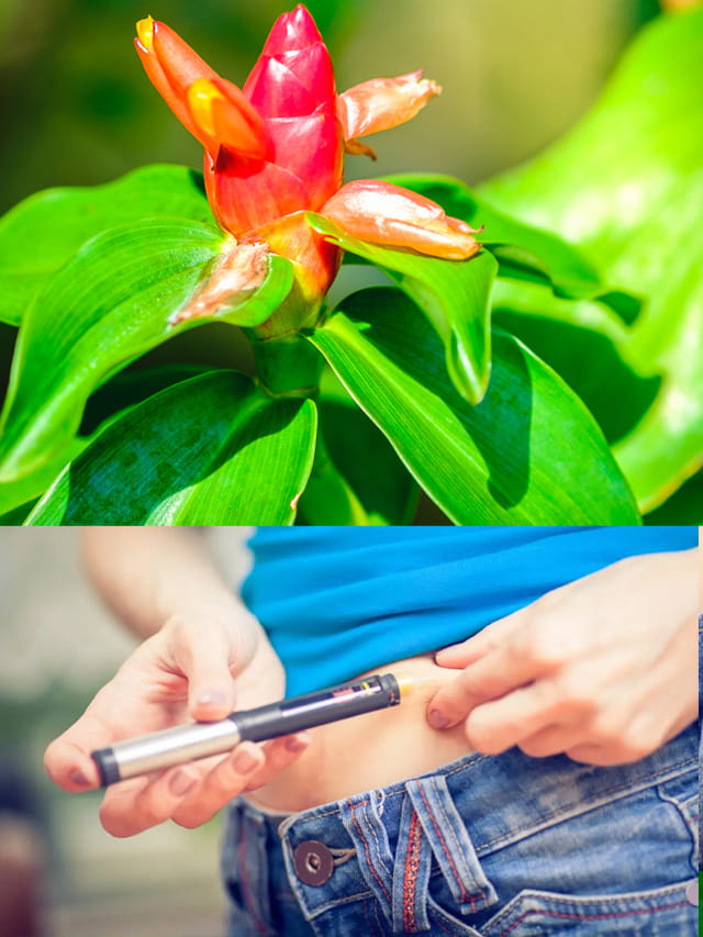 షుగర్ బాధితులకు ప్రకృతి వరం.. ఈ మొక్క ఆకు తింటే ఇన్సులిన్ ఇంజెక్షన్ అవసరమే లేదు