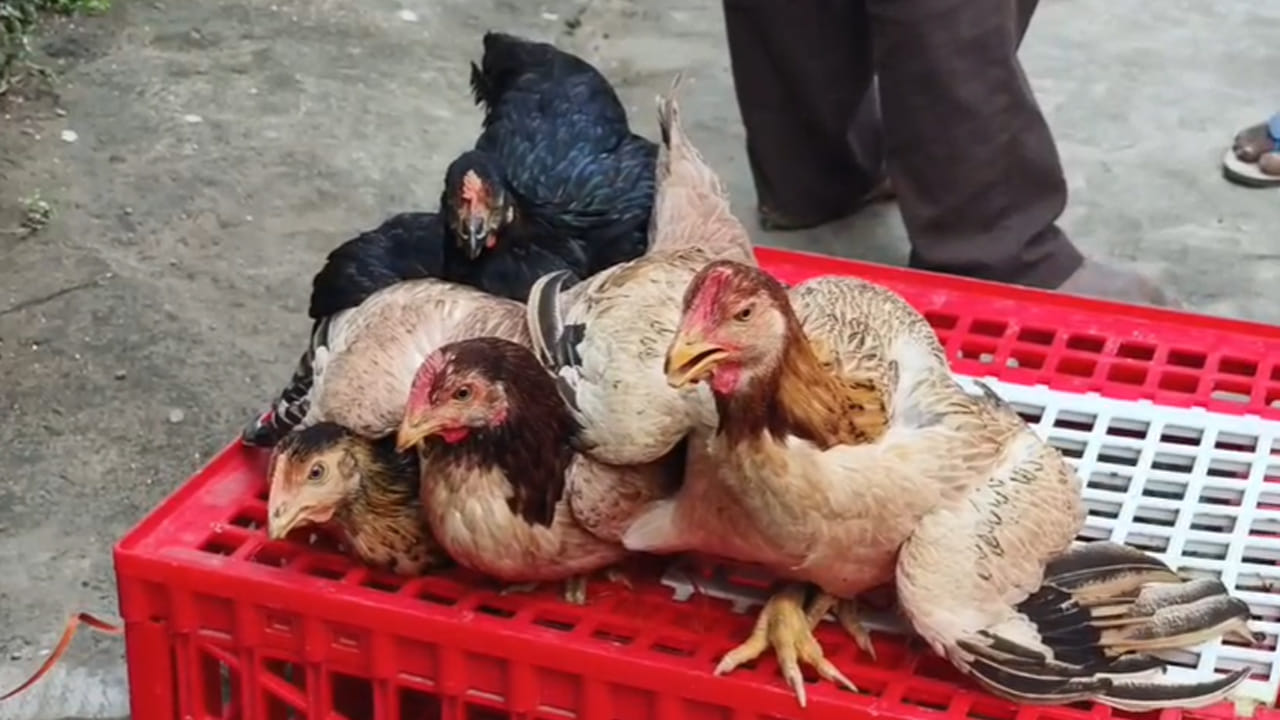 Andhra: అసలే సంక్రాంతి.. కోడి పుంజు ఫ్రీ అంటే.. పెద్ద ఆఫరేగా మరి