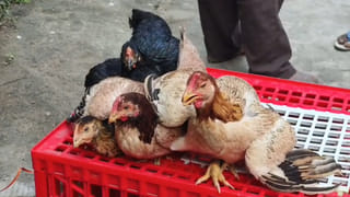 Tenali: గోదావరి సంప్రదాయం గుంటూరుకి పాకింది