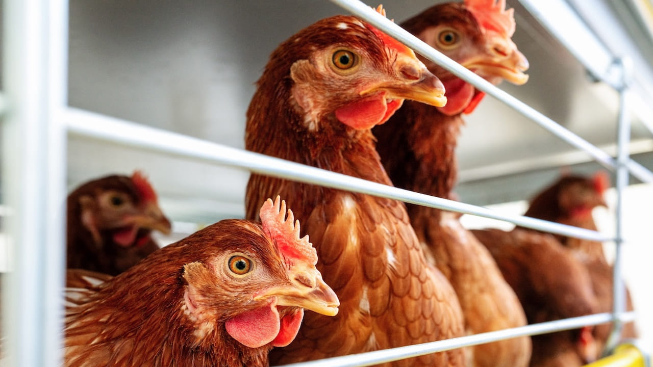 Chicken Prices: పండగ వేళ అందనంత స్థాయికి నాటుకోడి ధరలు.. కేజీ ఎంతో తెలిస్తే షాక్.. రూ.వేలు ఖర్చు పెట్టాల్సిందే