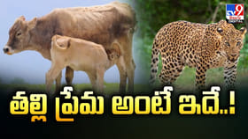 తల్లి ప్రేమ అంటే ఇదే.. కన్నీటి పర్యంతమైన తల్లి ఆవు