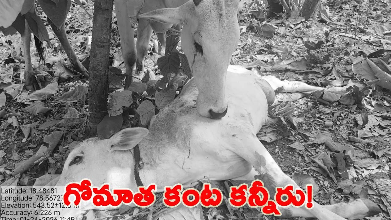చిరుత దాడిలో లేగదూడ మృతి.. బిడ్డ కళేబరం వద్ద కంటనీరుతో తల్లడిల్లిన గోమాత..!