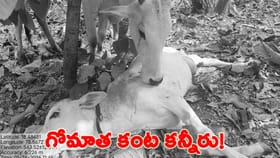 తల్లి ప్రేమ మరువలేనిది.. బిడ్డ మృతితో తల్లడిల్లిన గోమాత!