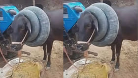 ఆవు మేడలో ఇలా ట్యూబ్స్ ఎందుకు వేస్తారో తెలుసా..?