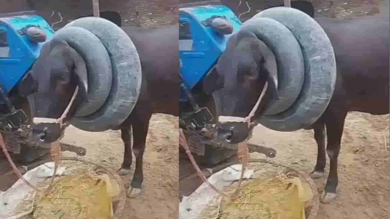 Cow neck tubes: ఆవు మెడలో ఇలా ట్యూబ్స్ ఎందుకు వేస్తారో తెలుసా..?