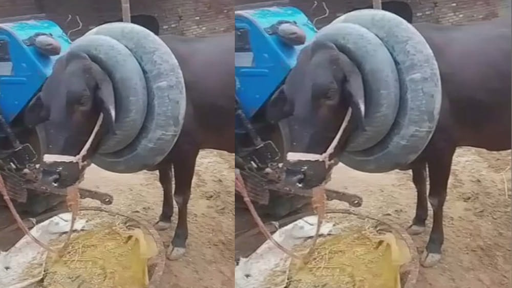 Cow neck tubes: ఆవు మెడలో ఇలా ట్యూబ్స్ ఎందుకు వేస్తారో తెలుసా..?