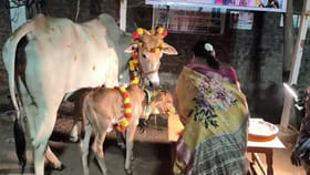 లేగ దూడకు శాస్త్రోక్తంగా నామకరణం.. ఇంతకీ ఏం పేరు పెట్టారో తెలుసా!