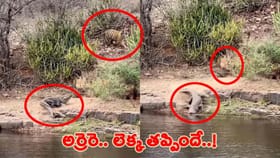 పులి కంటపడ్డ మొసలి.. ఇంతలోనే అనుకోని ఘటన..!