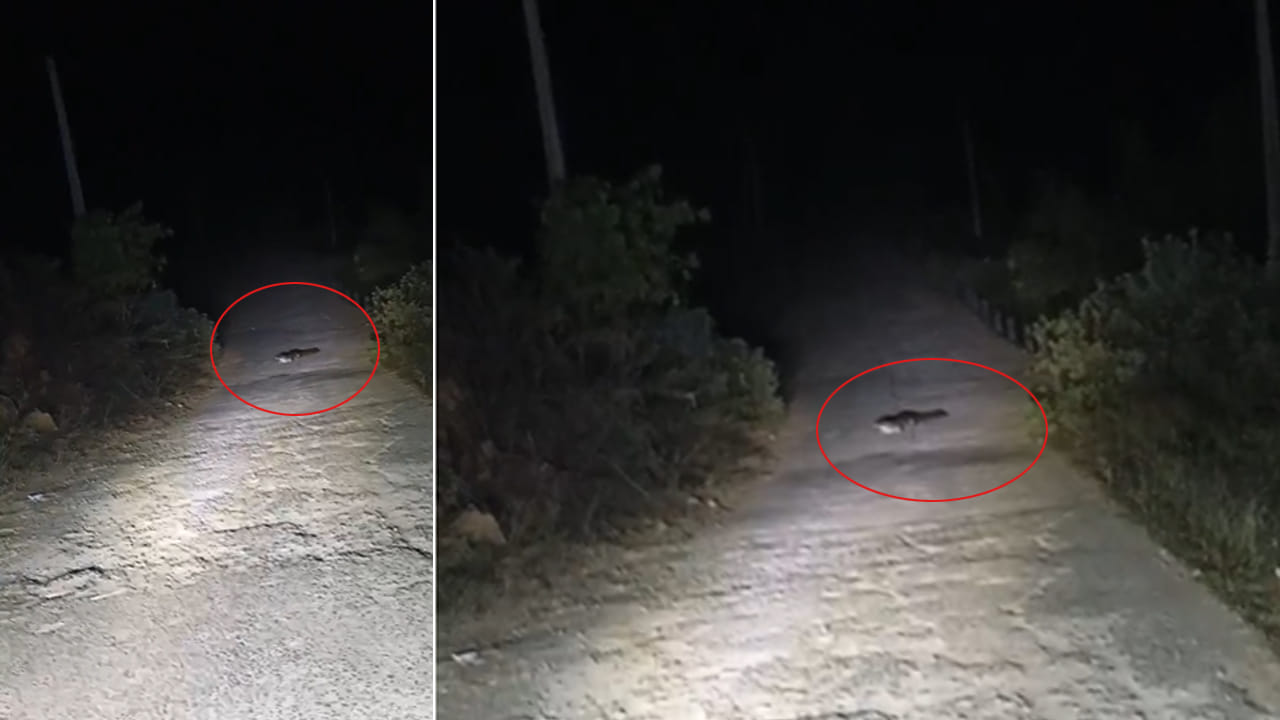 Telangana: రోడ్డుపై వెళ్తుండగా దూరాన కనిపించిన అదో మాదిరి ఆకారం.. ఏంటా అని టార్చ్ వేయగా..