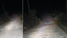 రోడ్డుపై వెళ్తుండగా దూరాన కనిపించిన అదో మాదిరి ఆకారం.. ఏంటా అని..