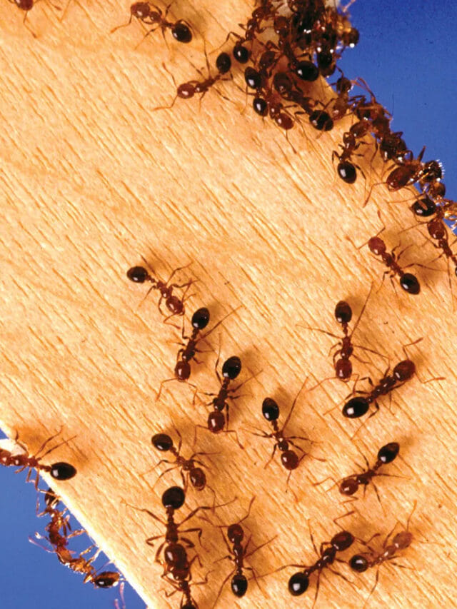 చీమలు నిద్రపోతాయా?  ఈ రహస్యం తెలిస్తే షాక్ అవుతారు!