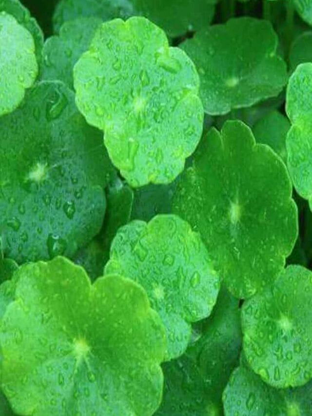 ఇది ఆకు కాదు.. సర్వరోగాలకు దివ్యౌషధం..!