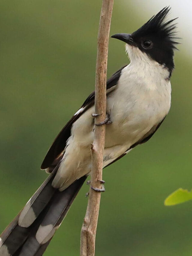 సరస్సులను చూస్తే ముక్కు మూసుకుంటుంది.. సంవత్సరానికి ఒకసారి నీరు తాగే ఈ పక్షి గురించి తెలుసా?