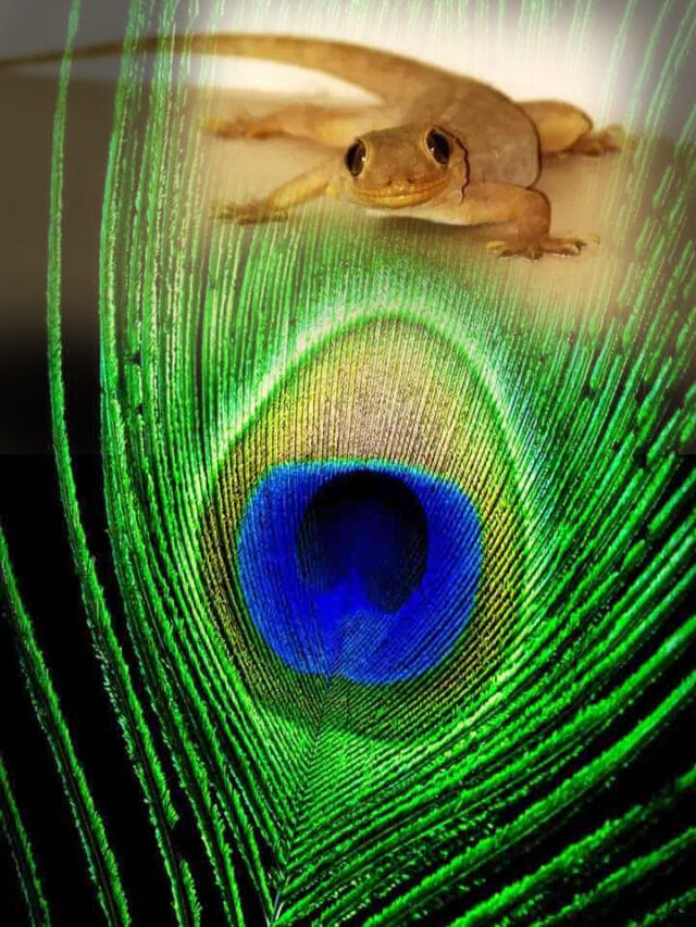 నెమలి ఈకను చూస్తే బల్లులు భయంతో వణుకుతాయంట.. ఎందుకో తెలుసా?