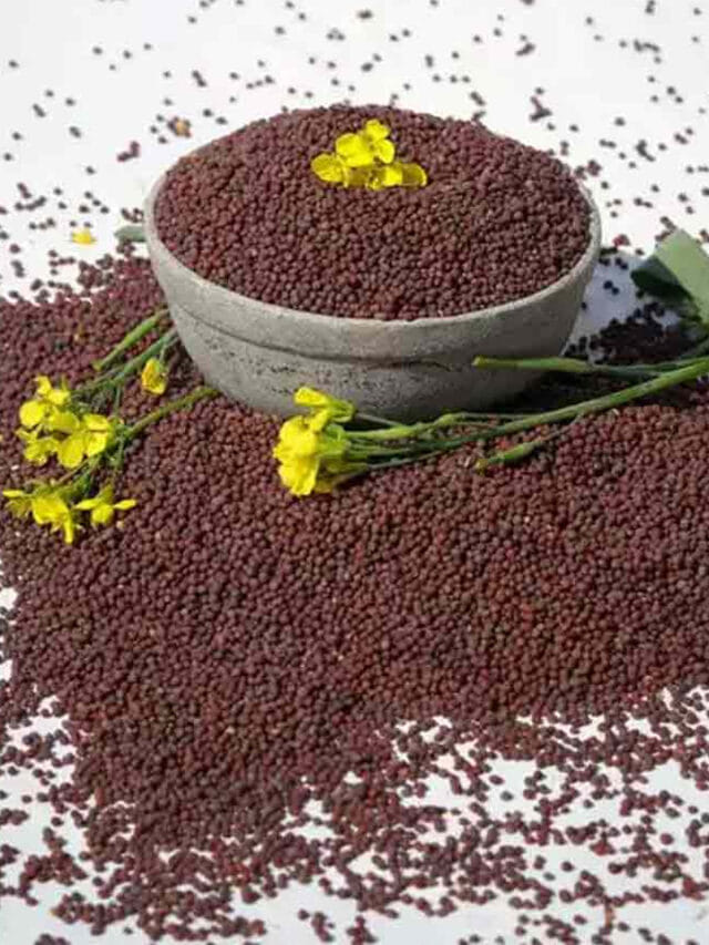 నల్లని ఆవాలతో ఆరోగ్యం.. రోజూ తింటే ఎంత మంచిదో తెలుసా?