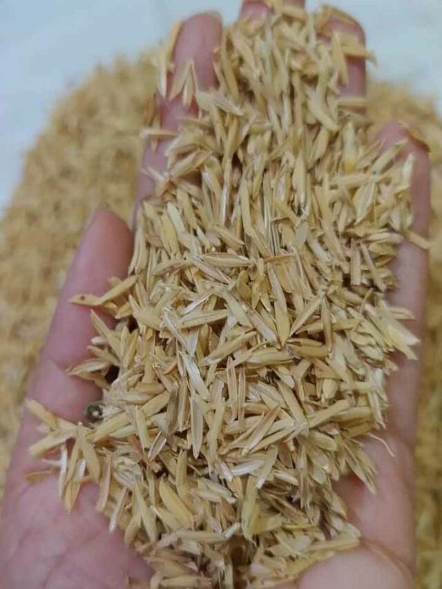 తవుడును తక్కువగా చూడొద్దు.. ఇది హార్ట్ హెల్త్ హీరో!