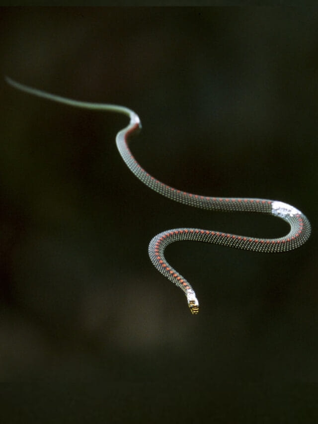 పాకే పాములు కాదండోయ్.. ఎగిరే పాములను చూశారా..?