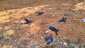 కాకులు, పావురాల మరణం.. ఏదైనా కొత్త వైరస్ వచ్చిందా??