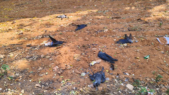 కాకులు, పావురాల మరణం.. ఏదైనా కొత్త వైరస్ వచ్చిందా??