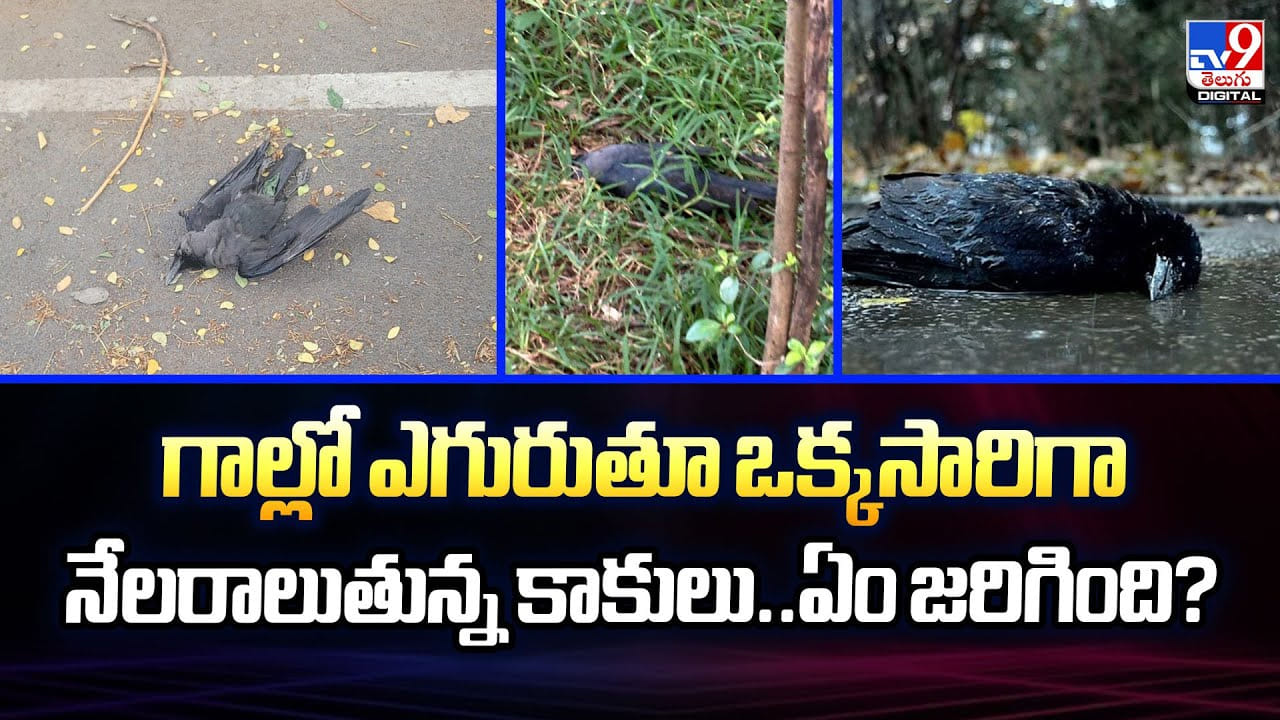 గాల్లో ఎగురుతూ ఒక్కసారిగా నేలరాలుతున్న కాకులు..ఏం జరిగింది