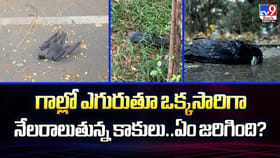 గాల్లో ఎగురుతూ ఒక్కసారిగా నేలరాలుతున్న కాకులు..ఏం జరిగింది