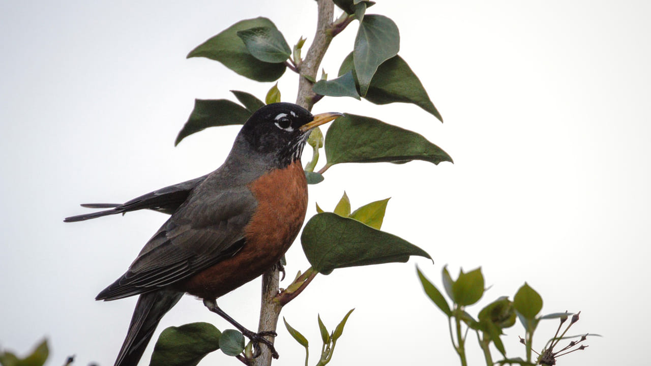 అందమైన గొంతు.. అత్యంత తెలివైన మోసం.. కాకి గూటిలో కోకిల గుడ్ల వెనక షాకింగ్ సీక్రెట్స్..