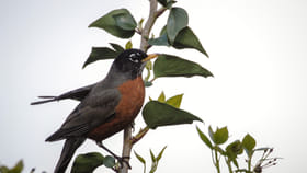 అందమైన గొంతు.. అత్యంత తెలివైన మోసం.. కాకి గూటిలో కోకిల గుడ్ల..