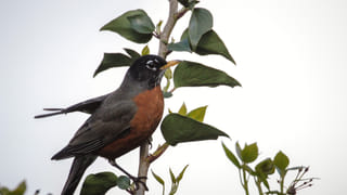 Viral Video: ఎలుక కోసం పిల్లి-పాము భయంకరమైన ఫైటింగ్‌… చివరికి ఏం జరిగిందో చూడండి..!