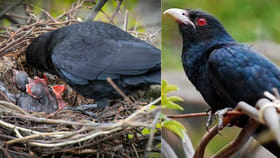 రాగాలు తీసే కోకిల.. గూడు ఎందుకు కట్టుకోదో తెలుసా?