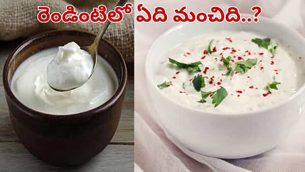 పెరుగు Vs రైతా.. చలికాలంలో ఆరోగ్యానికి ఏది మంచిది.. తినేముందు తప్పక తెలుసుకోండి..