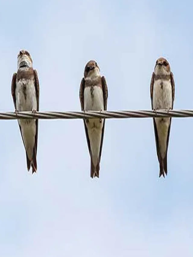 కరెంట్ తీగలపై పక్షలు.. షాక్ ఎందుకు కొట్టదో తెలుసా?