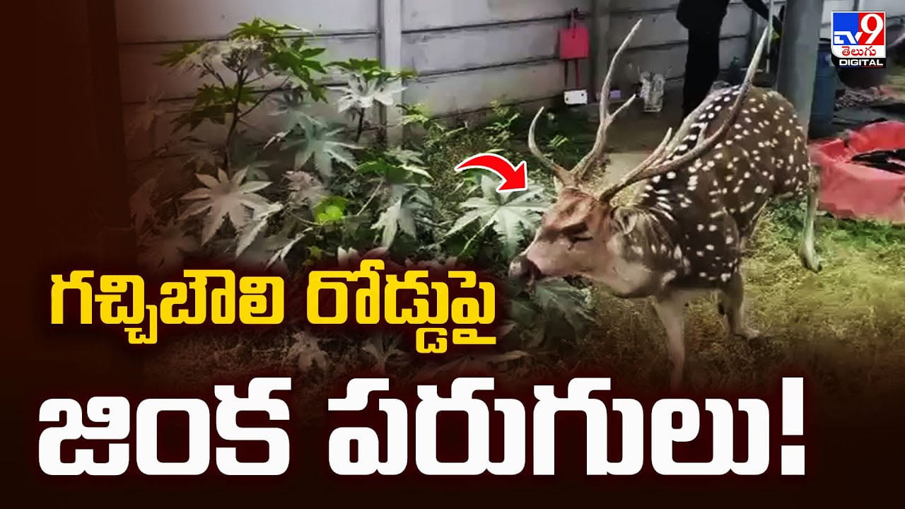 Hyderabad: గచ్చిబౌలి రోడ్డుపై జింక పరుగులు