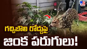 గచ్చిబౌలి రోడ్డుపై జింక పరుగులు