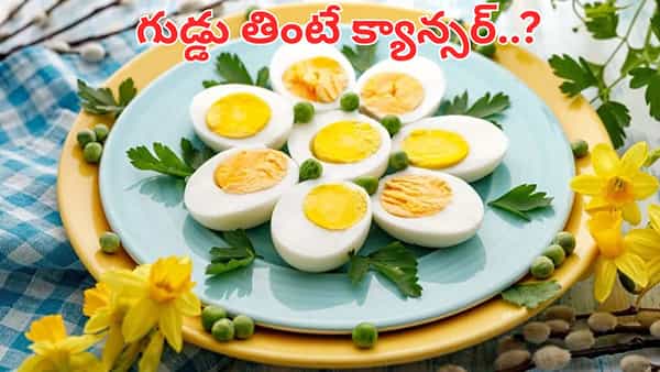 Egg: గుడ్లు తింటే క్యాన్సర్ వస్తుందా.. అపొహలు కాదు అసలు నిజాలు తెలుసుకోండి..