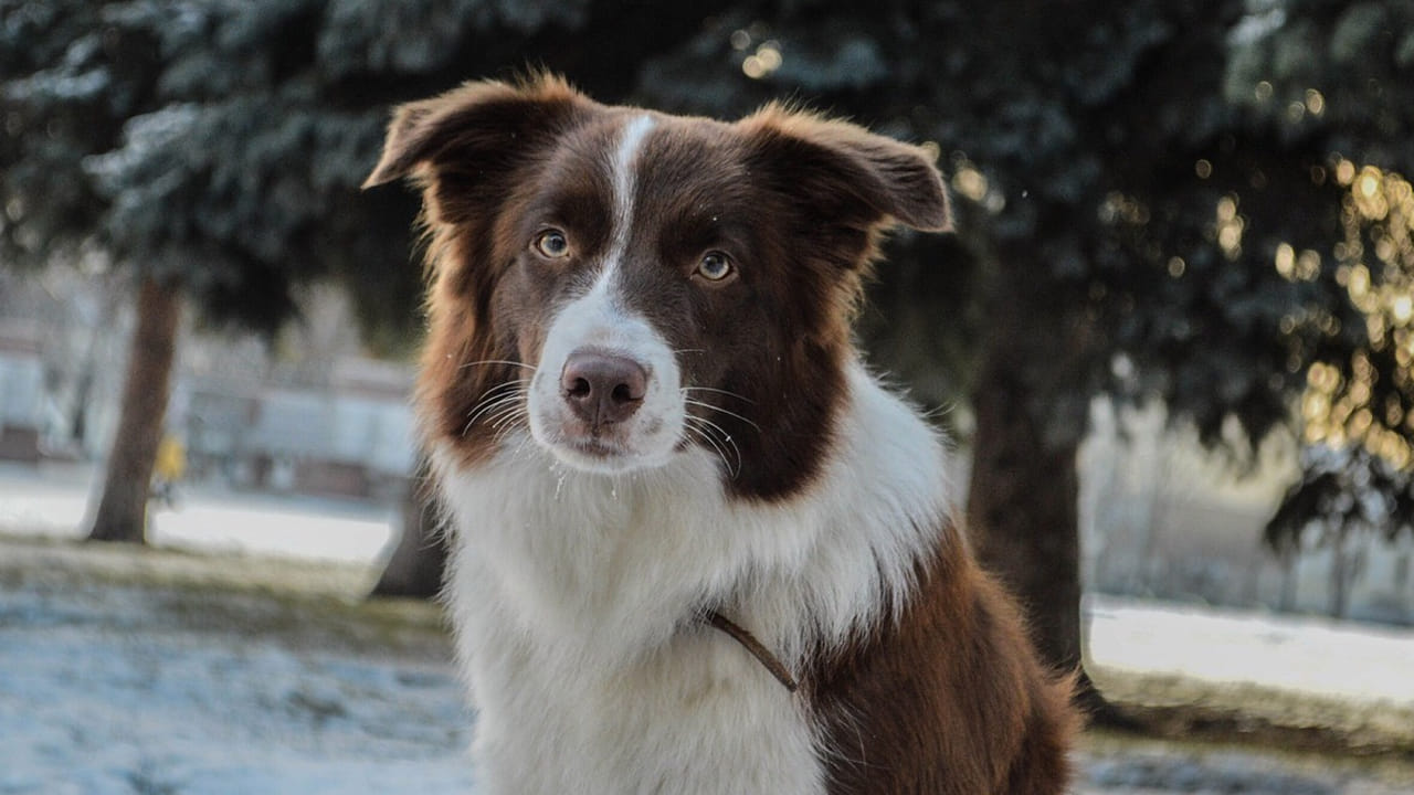 సాధారణంగా మనలో చాలా మందికి కుక్కలంటే చాలా భయం. అది దూరంగా ఉండి బౌ బౌ మని అన్నా.. ఆ అరుపుకు భయపడి అక్కడి నుంచి పారిపోతారు. ఈ చిన్న కుక్కలకే చూసి పారిపోతున్నారు. 