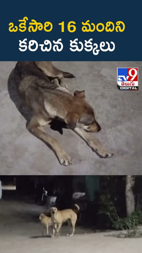 ఒకేసారి 16 మందినికరిచిన కుక్కలు