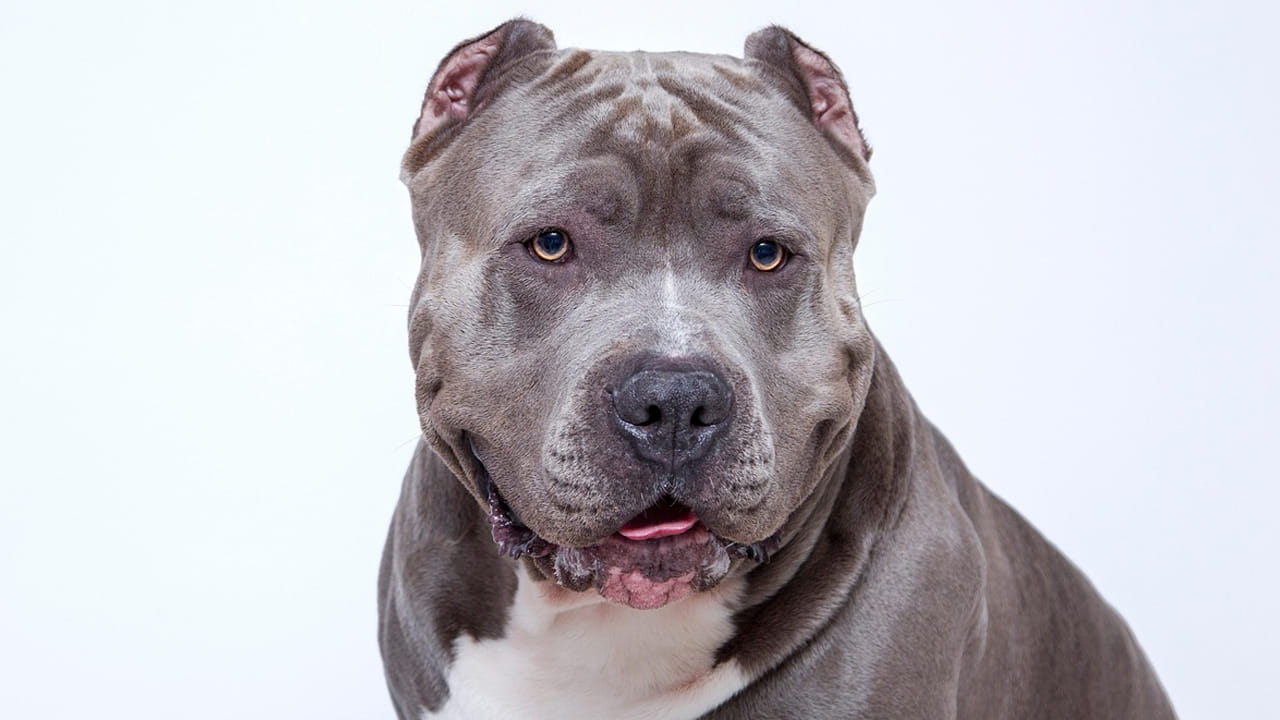 ఈ ప్రపంచంలో అత్యంత ప్రమాదకరమైన కుక్కలు కూడా ఉన్నాయి. వాటి గురించి తెలిస్తే వామ్మో ఇలాంటి కుక్కలు కూడా ఉన్నాయా అని షాక్ అవ్వకుండా ఉండలేరు. ఆ  భయంకరమైన కుక్కల గురించి ఇక్కడ తెలుసుకుందాం..