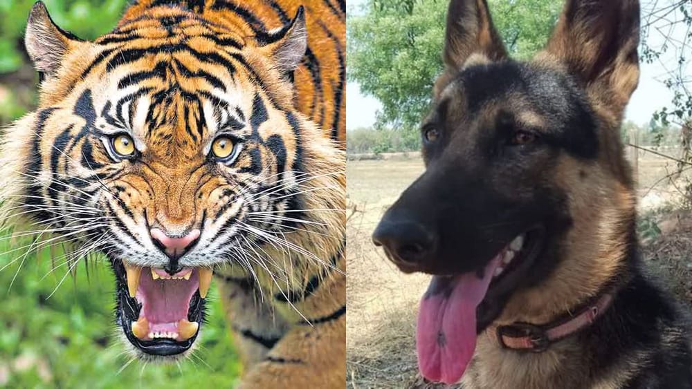 German Shepherd: పులి పంజా విసిరినా వెనక్కి తగ్గని గ్రామ సింహం.. యజమానిని కాపాడి.. చివరకు