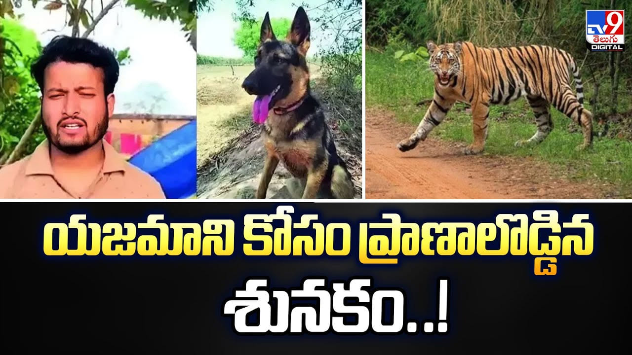 యజమాని కోసం ప్రాణాలొడ్డిన శునకం!