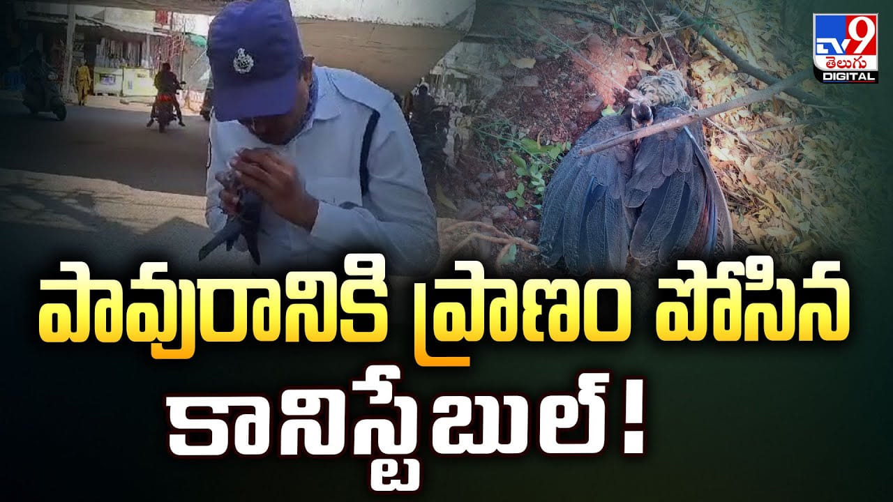 పావురానికి ప్రాణం పోసిన కానిస్టేబుల్‌!