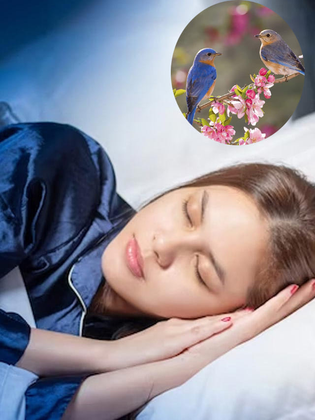 కలలో ఈ మూడు పక్షులు కనిపిస్తే అదృష్టమే, అదృష్టం.. వీరి రాజయోగం కూడా!