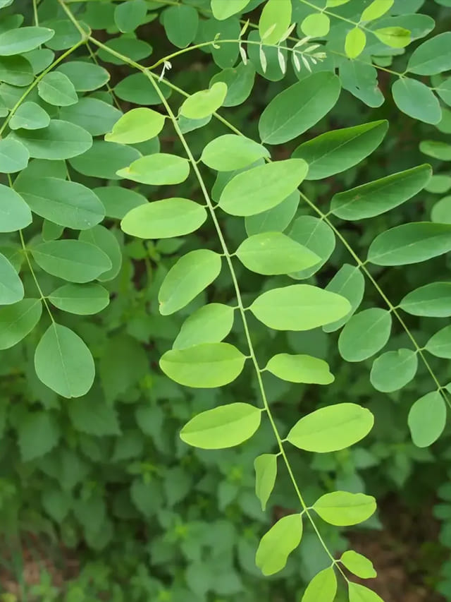 వీరు మునగాకు తినడం మహా డేంజర్.. కష్టాల్లో కాలేసినట్లే!