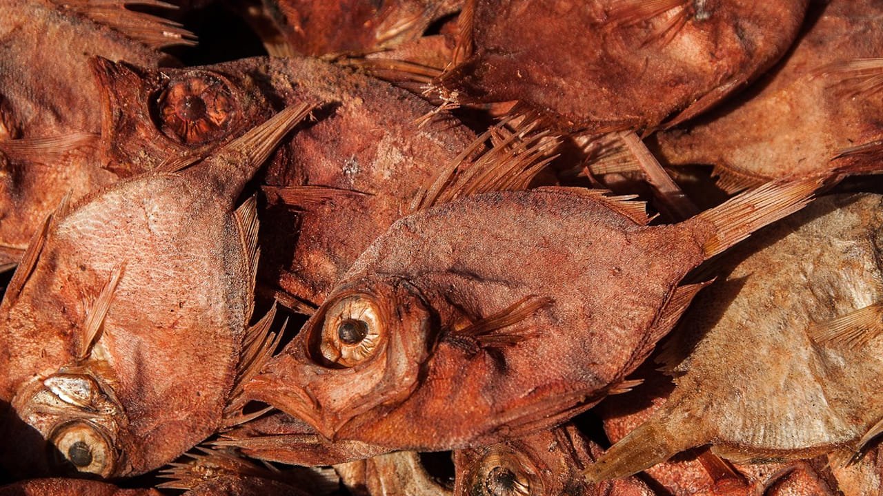 అధిక ప్రోటీన్ ఉన్న ఆహారం: ఈ ఎండు చేపలలో ప్రోటీన్‌లు అధికంగా ఉంటాయి.  క్రీడలు ఆడే వాళ్ళు మాంసం కంటే వీటిని మీ భోజనంలో చేర్చుకుంటే మీ శరీరానికి కావాల్సిన శక్తీ లభిస్తుంది. అప్పుడు మీరు రోజంతా అలిసిపోకుండా ఉంటారు.  కొవ్వు పెరగకుండానే తగినంత ప్రోటీన్‌ను కూడా పొందుతారు. 