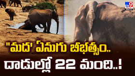 'మద' ఏనుగు బీభత్సం.. దాడుల్లో 22 మంది హతం